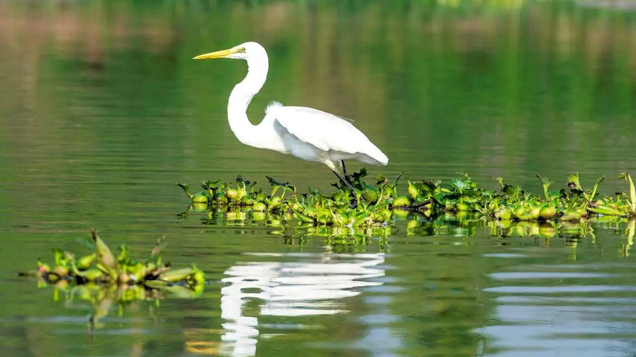 Las aves acuáticas prefieren los humedales del norte peninsular.