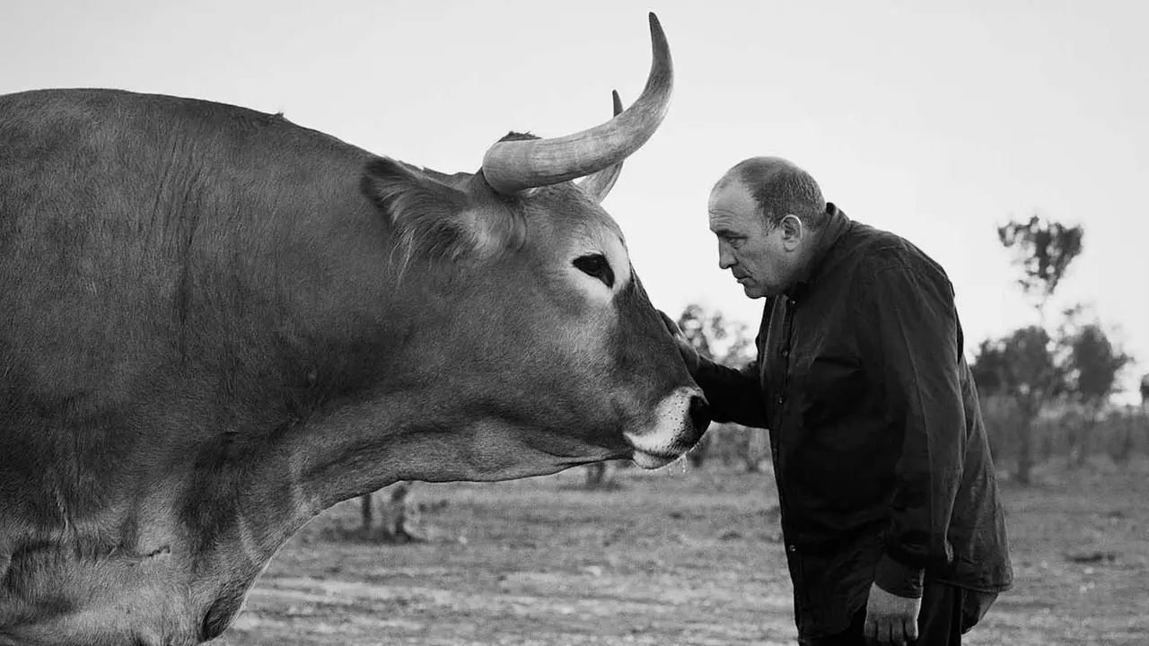 José Gordón, prestigio en la restauración y con un reconocimiento internacional labrado durante cuatro décadas, junto a uno de los ejemplares de su ganadería.