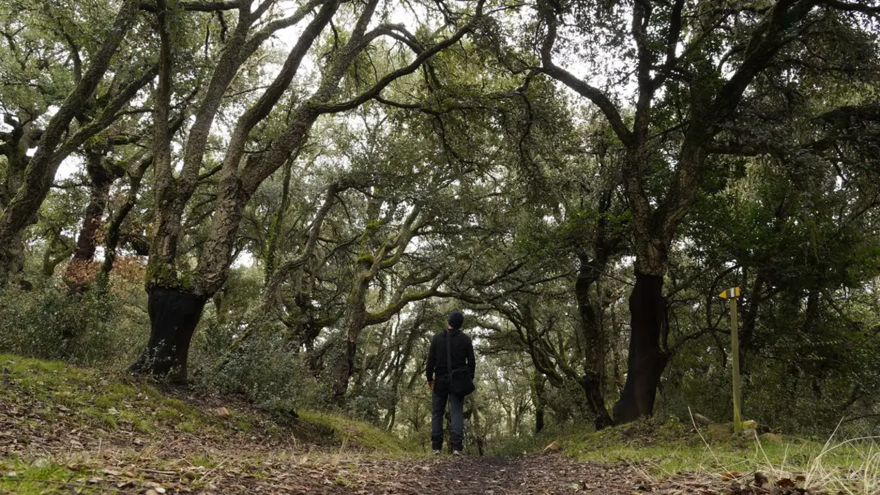 El zofreral de Cobrana (León), premiado como 'Bosque del año 2025', por la ONG Bosque sin Fronteras. Fotos: César Sánchez.