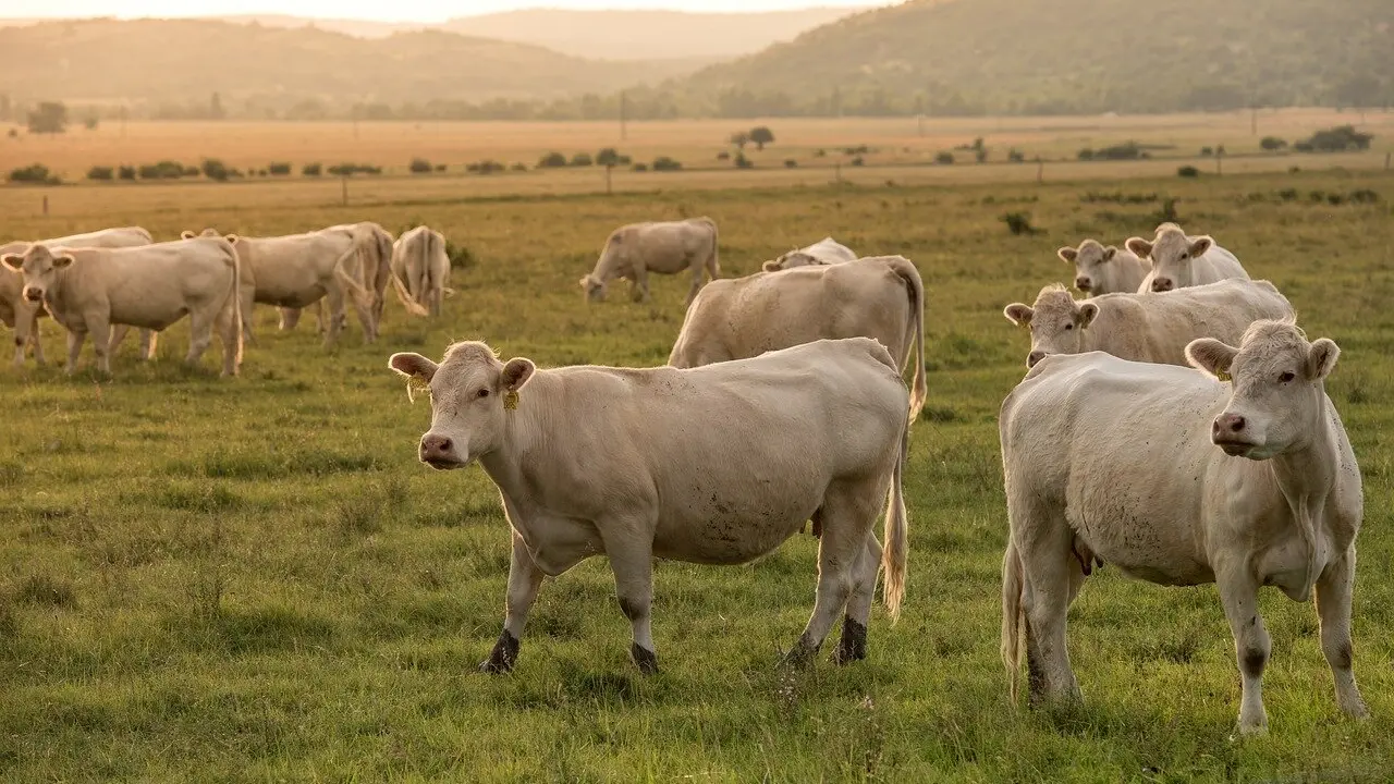 Más de 3.300 ovejas, vacas y caballos pastan y controlan la vegetación bajo las líneas de red eléctrica en la montaña leonesa.