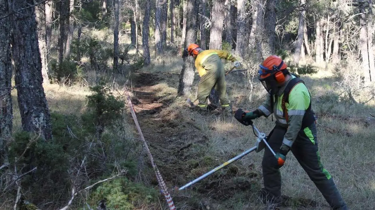 Actuaciones de corta y desbroce para prevenir incendios forestales.