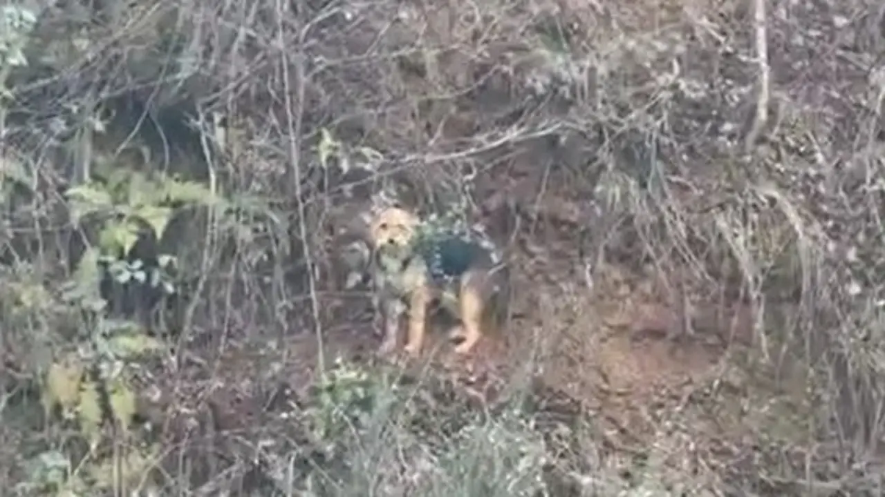 Rescate de un perro en el río Boeza.