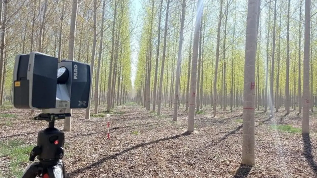 Dracones desarrolla un proyecto sobre la calidad de la madera de chopo con tecnología no destructiva.