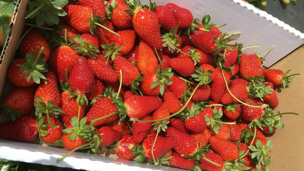 UPA Huelva y UGAL-UPA repartirán el jueves 13 de marzo más de 500 tarrinas de fresas en la Plaza San Marcelo.