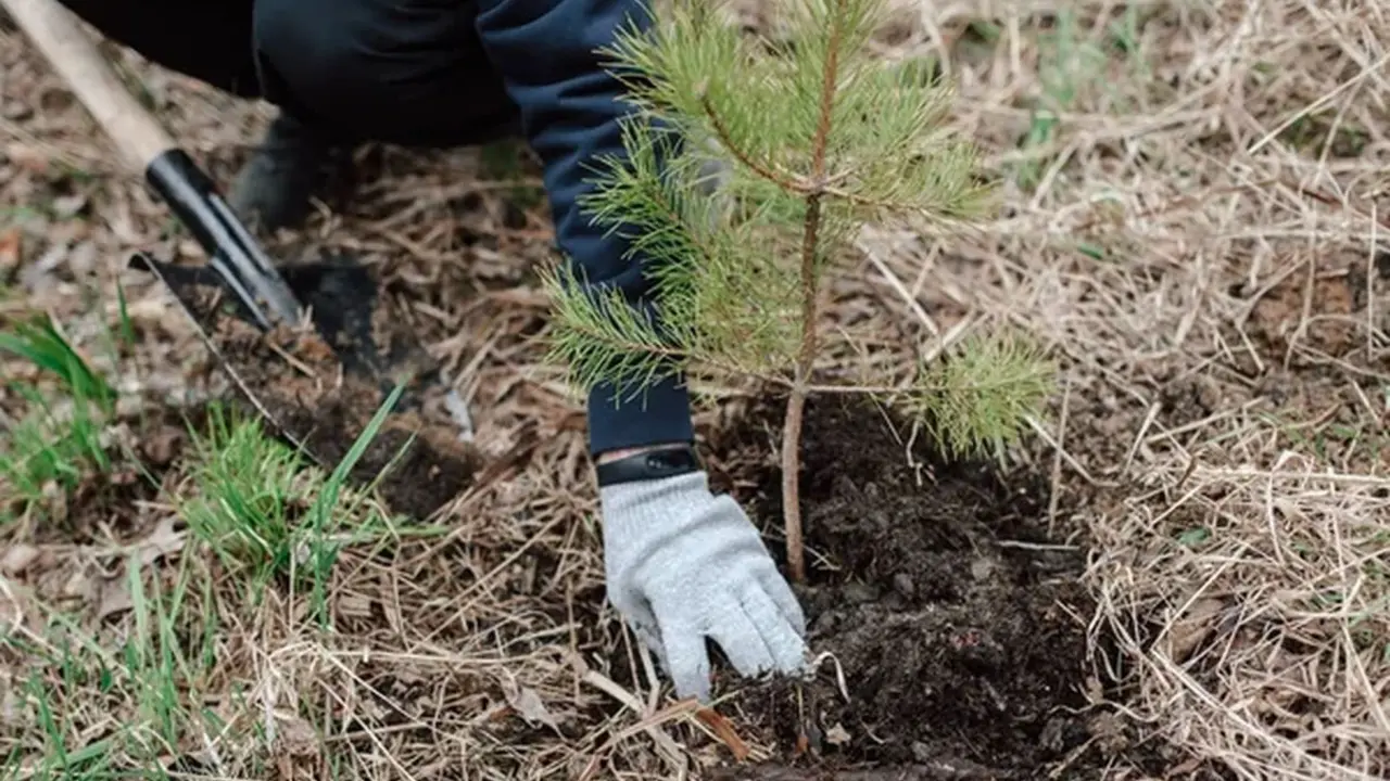 Calzadilla de los Hermanillos se viste de verde transformando el baldío en un bosque de robles.