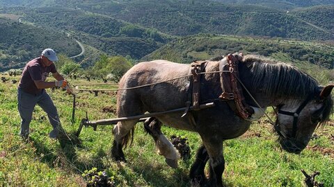 Raúl Pérez, el genio del vino español.