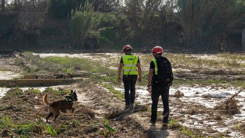 El V batallón de la UME con sede en León, rastrea la Albufera en la localidad de Masanasa en busca de desaparecidos. Fotos: Eduardo Margareto