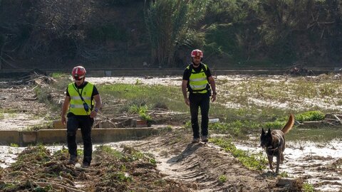 El V batallón de la UME con sede en León, rastrea la Albufera en la localidad de Masanasa en busca de desaparecidos. Fotos: Eduardo Margareto