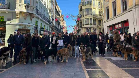 El Palacio de los Guzmanes ha acogido este sábado la entrega de premios del Campeonato de León para Mastín, organizado por la Sociedad Canina de León, en colaboración con la Diputación de León.