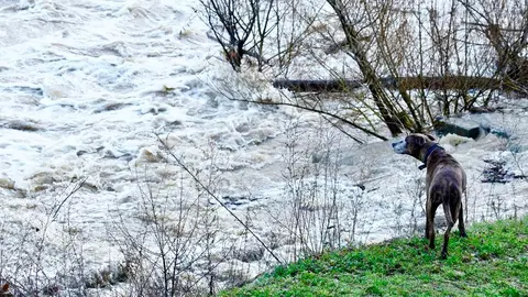 Crecida de los ríos Torío y Bernesga a su paso por León. Fotos: Campillo.