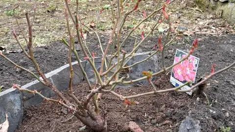 Normar Sinclair, 'el peregrino de las rosas', planta sus símbolos en Cerezal de Tremor.