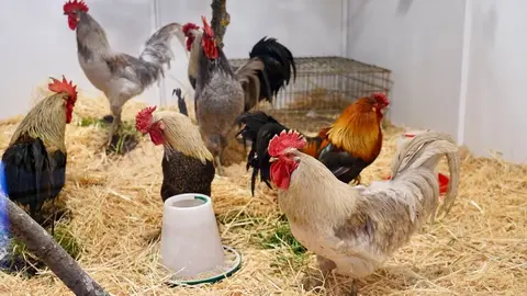 El delegado del Gobierno en Castilla y León, Nicanor Sen, y la vicesecretaria general del PSOE de Castilla y León, Nuria Rubio, asisten a la XXVI Feria de la Pluma y la Pesca de La Vecilla. Foto: Campillo.