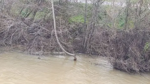 Río Bernesga a su paso por León.